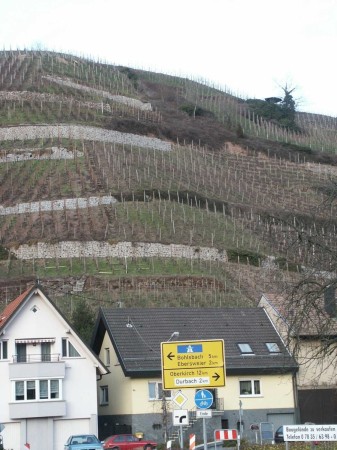 Weinberge in Durbach 