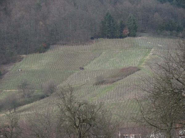 Weinberge in Ohlsbach 