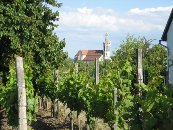 Weinbau in Sopron/&Ouml;denburg 