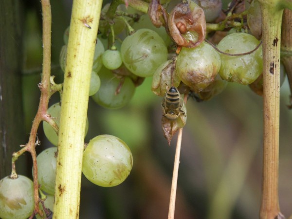 Biene als Traubensch&auml;dling 