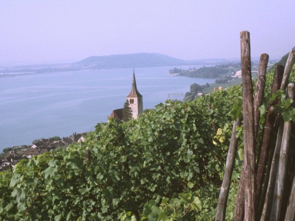 Blick vom Weinlehrpfad Ligerz auf den Bielersee, vorne re. &quot;Stickel&quot; 