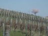 Leinsweiler: Weinberg zur Zeit der Mandelblüte 