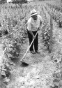 Ungarn: Weinbau in Hajós/Hajosch, mit GWP 