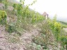 junge Reben mit Pflanzstäben auf den historischen Weinbergsterrassen  des Homburger Kallmuth 